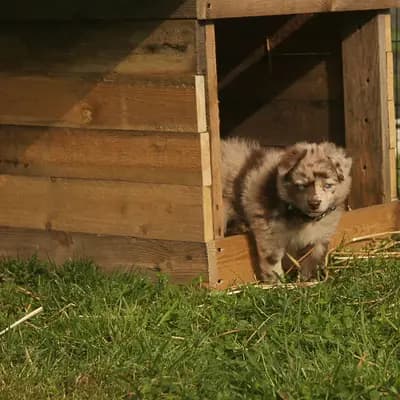 Bild aus Colorful soul in Bayern, wo unsere Australian Shepherd-Hunde in einer liebevollen Umgebung aufwachsen.