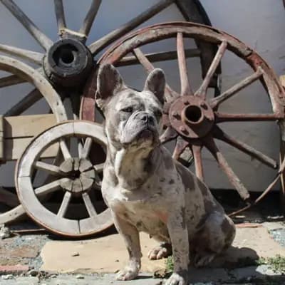 Galerie-Bild von Active Bulldogs in Rheinland-Pfalz, mit Eindrücken unserer Französische Bulldogge-Zucht.