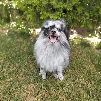Pomerianer Deckrüde mit Ahnentafel – Pomsky Welpe, Rheinland-Pfalz, 由...饲养 Von den golden aussies