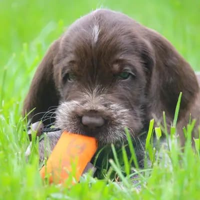 Galerie-Bild von Spinone Italiano vom Bergheimer Hof in Baden-Württemberg, mit Eindrücken unserer Spinone Italiano-Zucht.