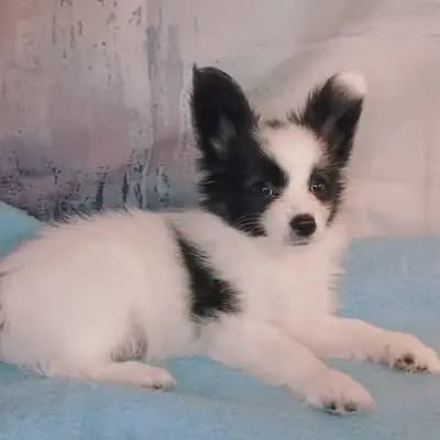 Denali – Kontinentaler Zwergspaniel (Papillon) Welpe, Baden-Württemberg, 由...饲养 Papillon von der Schmetterlingsliebe 
