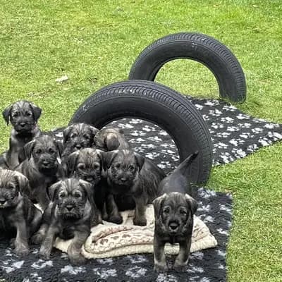 Galerie-Bild von Hundezucht von den Kalkseehexen in Brandenburg, mit Eindrücken unserer Schnauzer-Zucht.
