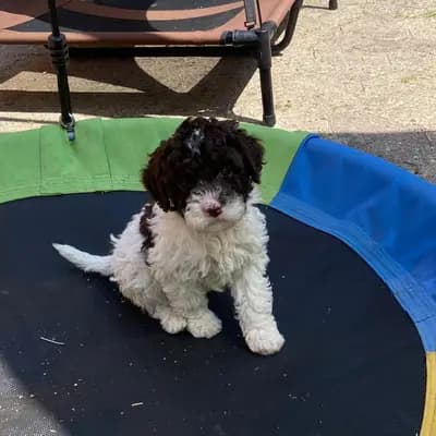 Bild aus Lagotto Romagnolo vom Tietenhof in Niedersachsen, wo unsere Lagotto Romagnolo-Hunde in einer liebevollen Umgebung aufwachsen.