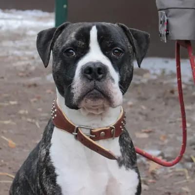 Foto von Milow-Simba, einem geretteten American Pitt Bull Terrier in Hamburg.