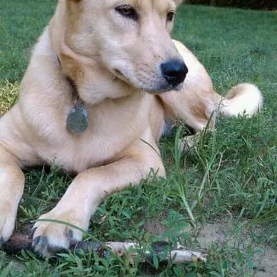 Carolina Dog – Hunderasse