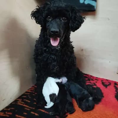 B-Wurf – 贵宾犬 Wurf, Mecklenburg-Vorpommern, 由...饲养 Hundezucht von Luchen's Pudelhaus