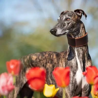 Galerie-Bild von del Luna y Sol in Niedersachsen, mit Eindrücken unserer Galgo Espanol-Zucht.
