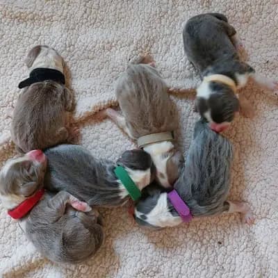 Foto des J-Wurf von Bearded Collie in Heart Diamond Bearded Collies , aufgenommen in Sachsen.