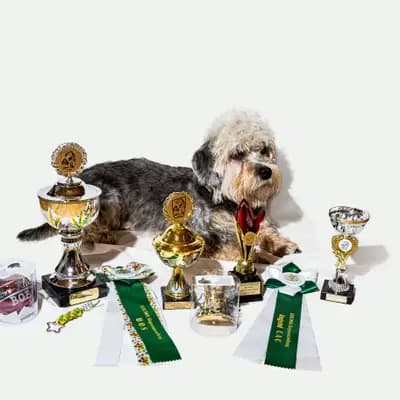Galerie-Bild von Dandies of Belltower in Sachsen, mit Eindrücken unserer Dandie Dinmont Terrier-Zucht.