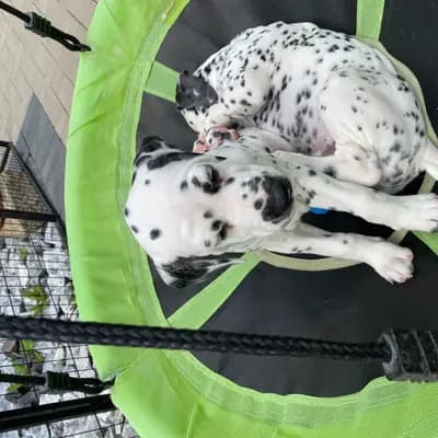 Bild aus Dalmatiner vom Hause KatMarku in Brandenburg, wo unsere Dalmatiner-Hunde in einer liebevollen Umgebung aufwachsen.