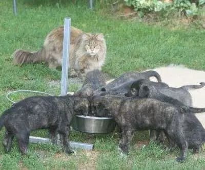 Galerie-Bild von Dahmraks Irish Wolfhounds in Bayern, mit Eindrücken unserer Irish Wolfhound-Zucht.