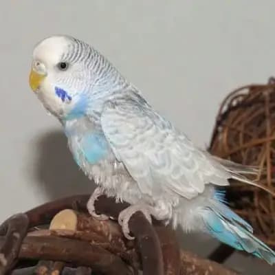 Naya