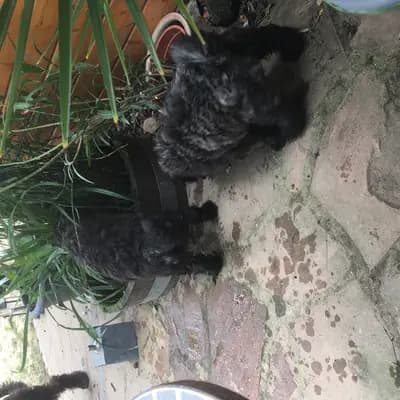 Bild aus Bouviers des Flandres vom Spicher Wäldchen in Nordrhein-Westfalen, wo unsere Bouvier des Flandres-Hunde in einer liebevollen Umgebung aufwachsen.