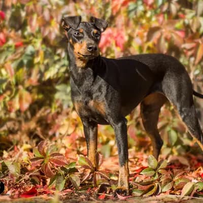 Galerie-Bild von Manchester Terrier von der Spree in Berlin, mit Eindrücken unserer Manchester Terrier-Zucht.