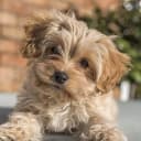 Foto der Rasse Cavapoochon