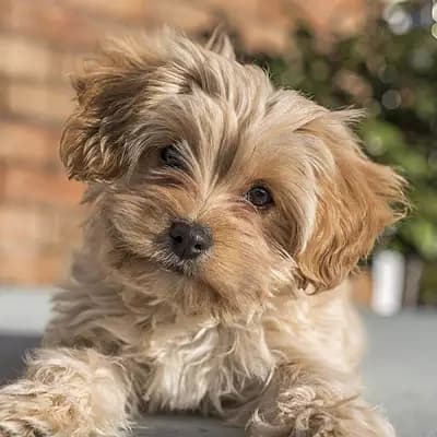 Cavapoochon – Hunderasse