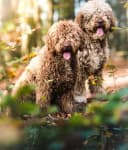 Foto der Rasse Spanischer Wasserhund