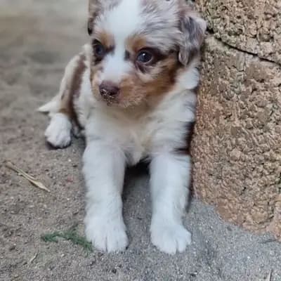 Mini Australian Shepherd schenken dir ihr Herz Auszugs bereit kein muss – Australian Shepherd Welpe, Rheinland-Pfalz, 由...饲养 Von den golden aussies