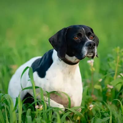 Galerie-Bild von Zwinger von den Dachsfichten in Brandenburg, mit Eindrücken unserer English Pointer-Zucht.