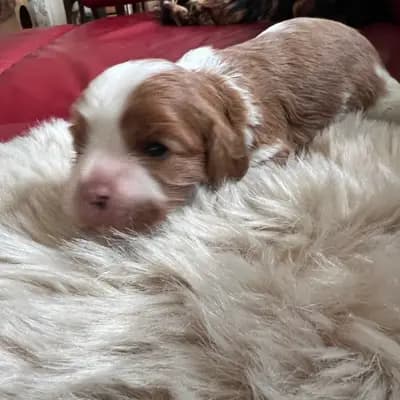 Foto von Björn, einem Cavalier King Charles Spaniel-Welpe in Rheinland-Pfalz.