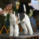 Foto der Rasse Fox Terrier (Drahthaar)