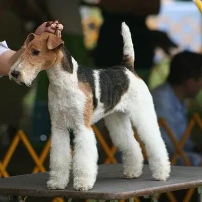 Fox Terrier (Drahthaar) – Hunderasse