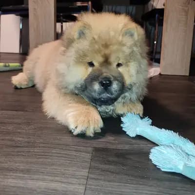 Foto von Gyda Pei Ni, einem Chow Chow-Welpe in Brandenburg.