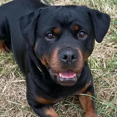 W-Wurf – 罗威纳犬 Wurf, Hessen, 由...饲养 Rottweilerzwinger vom Weiltal 