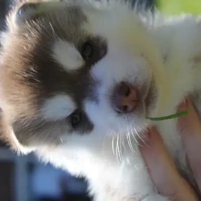 Galerie-Bild von Bright Little Bear  in Niedersachsen, mit Eindrücken unserer Siberian Husky-Zucht.