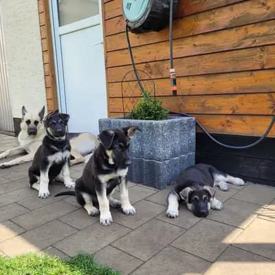 Galerie-Bild von Private  in Nordrhein-Westfalen, mit Eindrücken unserer Osteuropäischer Schäferhund-Zucht.