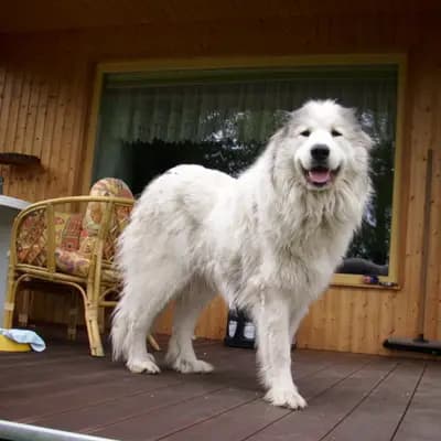 Foto von Arizona, einem Berger des Pyrenees-Elternhund in Sachsen.