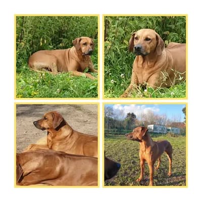 Bild aus Rhodesian Ridgeback Sonnenhof Dornieden  in Nordrhein-Westfalen, wo unsere Rhodesian Ridgeback-Hunde in einer liebevollen Umgebung aufwachsen.