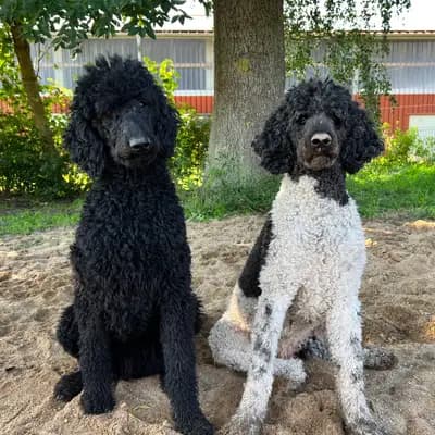 Galerie-Bild von Airedaleterrierof Ravenclaw  in Mecklenburg-Vorpommern, mit Eindrücken unserer Airedale Terrier-Zucht.