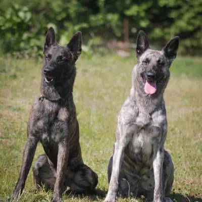 Titelbild von Holländische Schäferhunde od Zlaté Sovy in Nordrhein-Westfalen, Heimat unserer Hollandse Herdershond (Holländischer Schäferhund)-Zucht.
