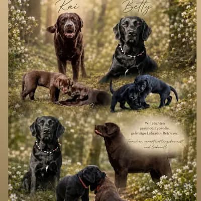 Wurfplanung braun - schwarze Labradorwelpen duale Linie – Labrador Retriever Welpe, Bayern, 由...饲养 LABBIS VON DER KASTANIENALLEE 
