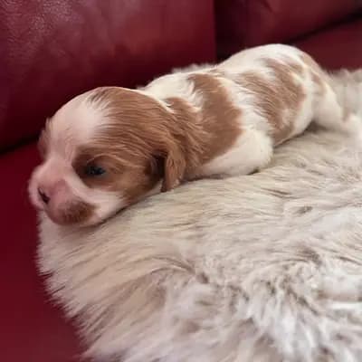 Foto von Balu, einem Cavalier King Charles Spaniel-Welpe in Rheinland-Pfalz.