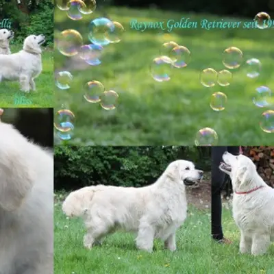 Golden Retriever Welpen Showlinie m. P. – Golden Retriever Welpe, Bayern, Raised by Golden Retriever und Labrador Retriever Zucht seit 1996.