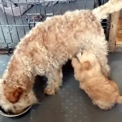 Fancy – Lakeland Terrier Welpe, Sachsen-Anhalt, 由...饲养 Lakeland Terrier vom Amur