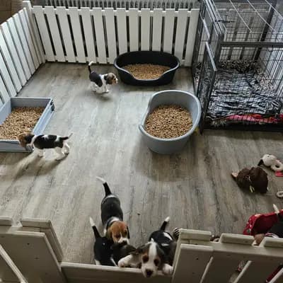 Bild aus "Beagle vom Ostenfeld" in Nordrhein-Westfalen, wo unsere Beagle-Hunde in einer liebevollen Umgebung aufwachsen.