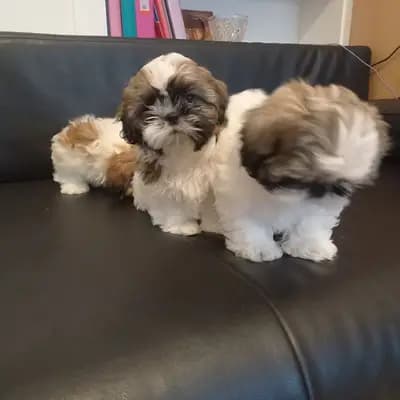 Bild aus Cotirlet Gheorghe  in Hessen, wo unsere Shih Tzu-Hunde in einer liebevollen Umgebung aufwachsen.