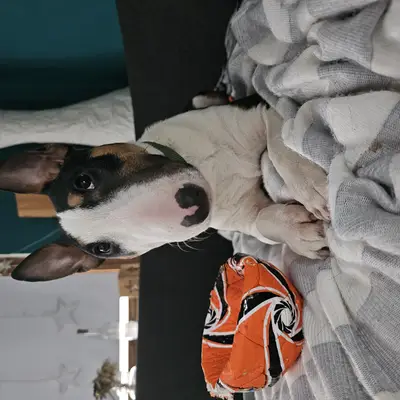 Galerie-Bild von Miniature Bull Terrier vom Blasheimer Markt  in Nordrhein-Westfalen, mit Eindrücken unserer Miniature Bullterrier-Zucht.