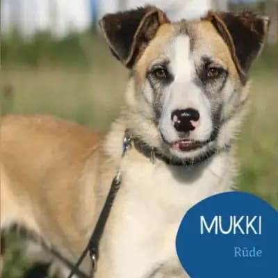 Mukki