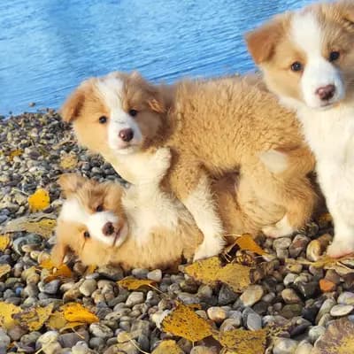 Bild aus Border Collie „von der großen Eiche” in Bayern, wo unsere Border Collie-Hunde in einer liebevollen Umgebung aufwachsen.