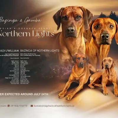 Frau Pink – Rhodesian Ridgeback Welpe, Bayern, 由...饲养 Of Northern Lights