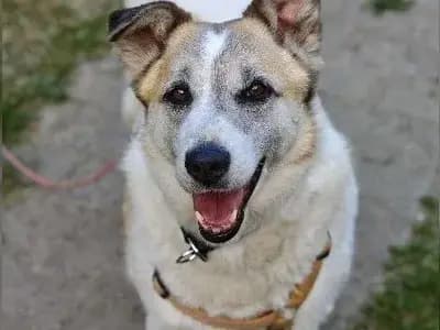 Brenda