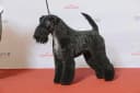 Foto der Rasse Kerry Blue Terrier