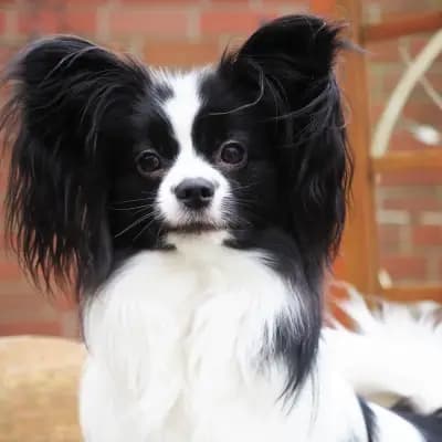 Foto von Luna, einem Kontinentaler Zwergspaniel (Papillon)-Elternhund in Hamburg.