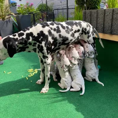 Bild aus Dalmatiner vom Hause KatMarku in Brandenburg, wo unsere Dalmatiner-Hunde in einer liebevollen Umgebung aufwachsen.