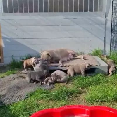Bild aus Bulldoggen von der Rudolfshöhe  in Brandenburg, wo unsere Old English Bulldog-Hunde in einer liebevollen Umgebung aufwachsen.