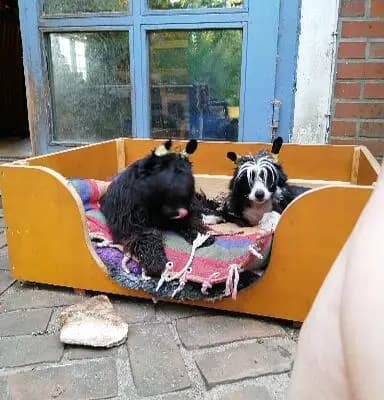 Bild aus The Bushwalker  in Niedersachsen, wo unsere Bedlington Terrier-Hunde in einer liebevollen Umgebung aufwachsen.